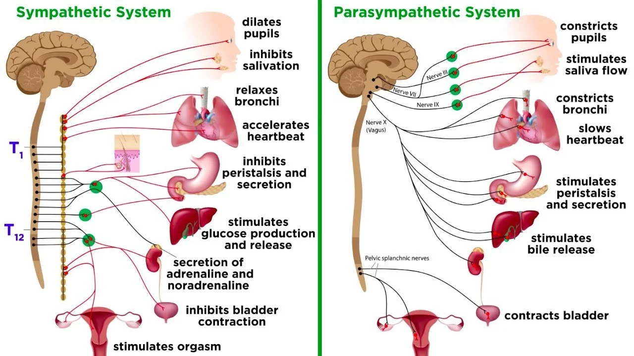 The Autonomic Nervous System (ANS)