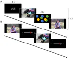 The paradox of fiction: Emotional response toward fiction and the modulatory role of self-relevance